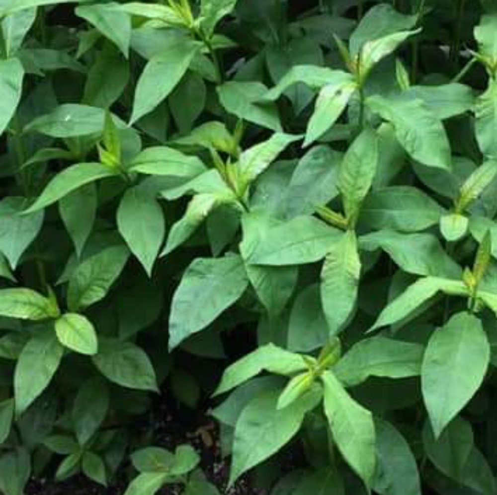 🏹🌿LIKE to TAG my closet!